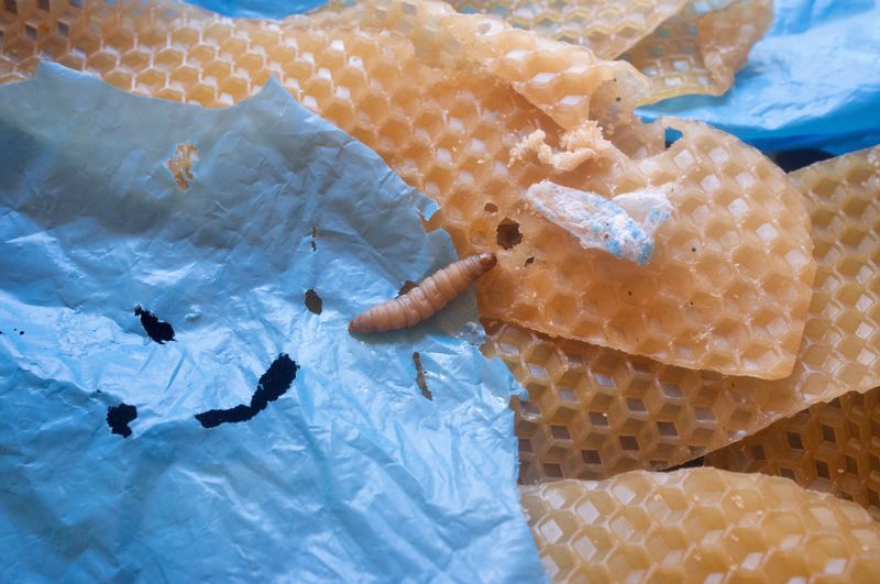 Lowly wax worm's saliva may boost fight against plastic pollution