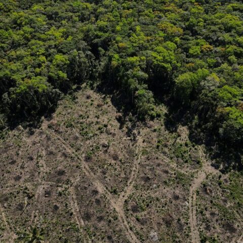 Explainer-what brazil's election means for the amazon rainforest - photo licensed by shore news network.