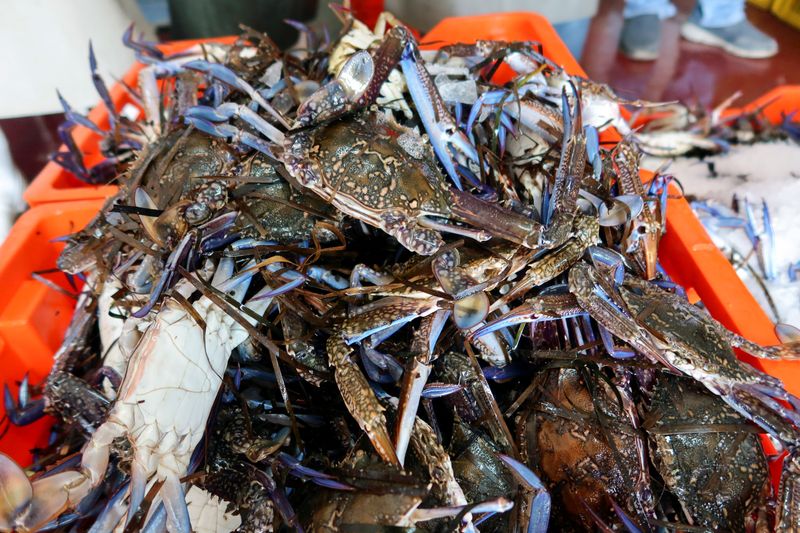 Mediterranean marine heatwaves threaten coastal livelihoods
