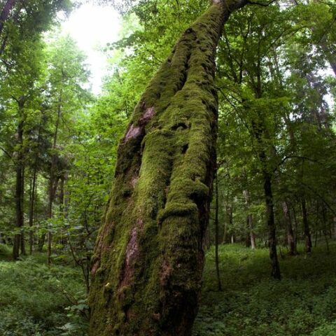 Food, farming and forestry must be transformed to curb global warming, u. N. Says - photo licensed by shore news network.