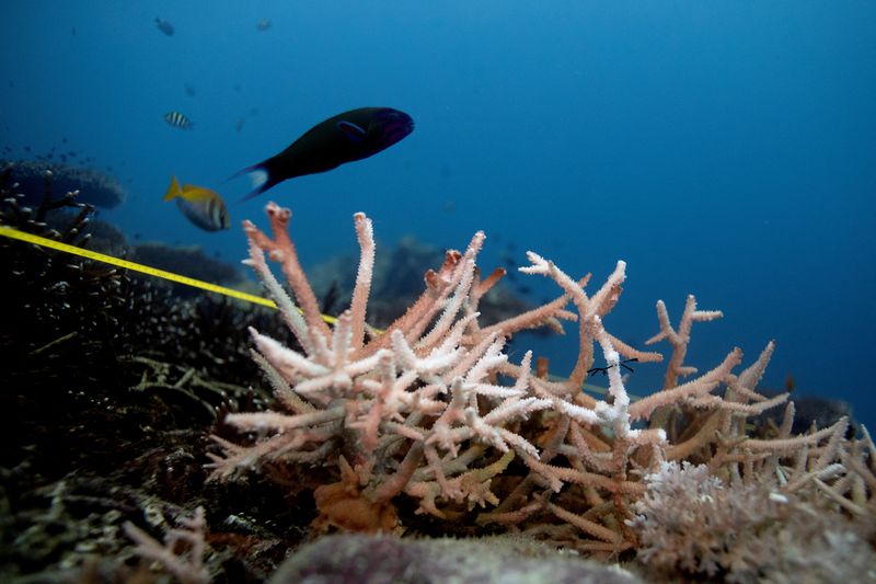 World’s oceans at most acidic level in 26,000 years, climate report warns