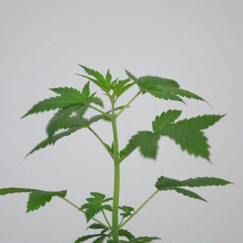 Argentina sets high hopes on cannabis exports with budding new agency - photo licensed by shore news network.