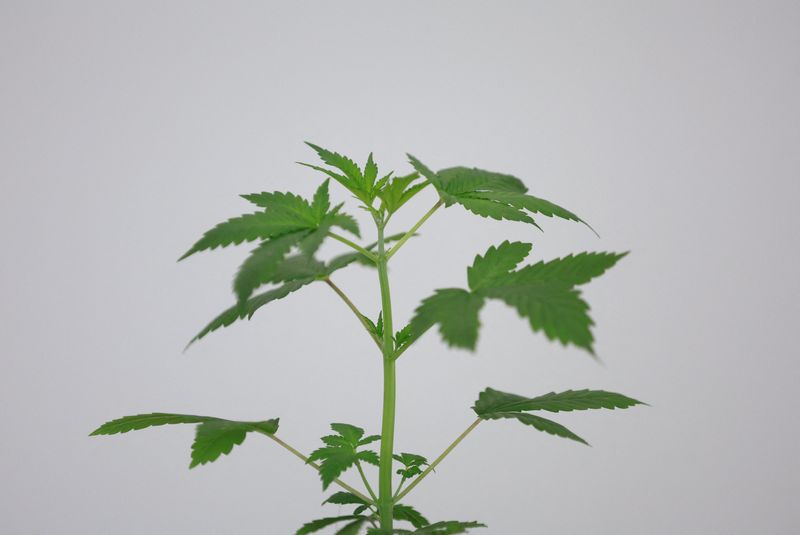 Argentina sets high hopes on cannabis exports with budding new agency