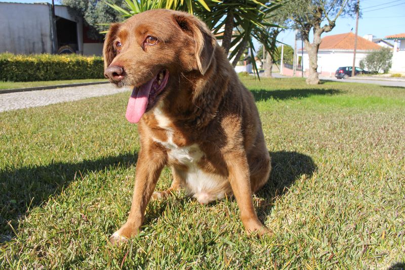 Take a bow-wow! Meet Bobi, the world's oldest dog on record