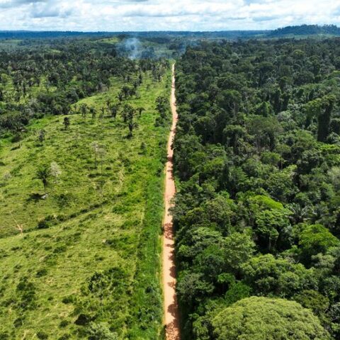 Deforestation in brazil's amazon falls in first month under lula - photo licensed by shore news network.