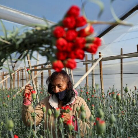 Colombia's aging floral workforce threatens valentine's potential - photo licensed by shore news network.