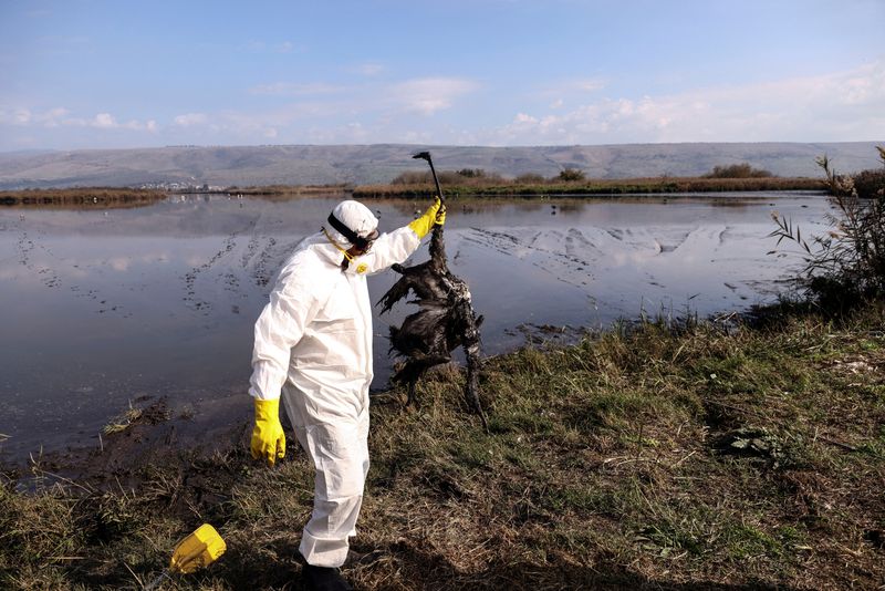 Analysis-Why public health officials are not panicked about bird flu