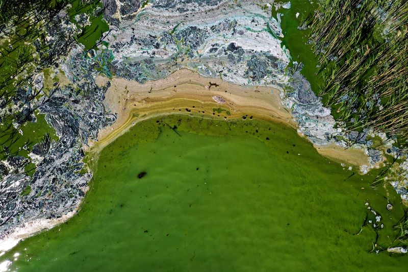 Phytoplankton blooms see two-decade surge along world's coastlines