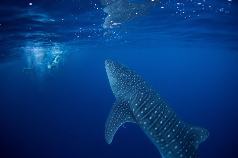 Nations secure U.N. global high seas biodiversity pact