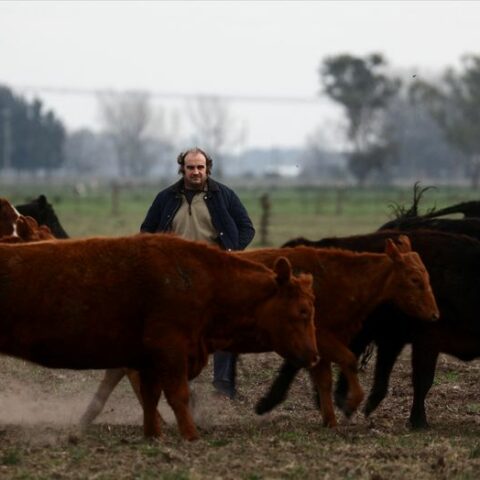 Argentine farmers back conservatives in election, hoping for freer markets - photo licensed by shore news network.