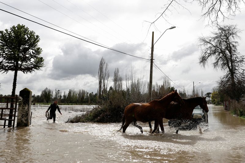 Chile heavy rains likely caused over $1 billion in agriculture losses