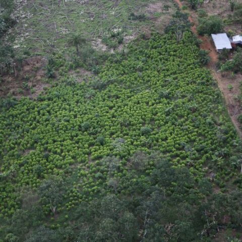 Colombia potential cocaine output rose 24% in 2022 - un - photo licensed by shore news network.