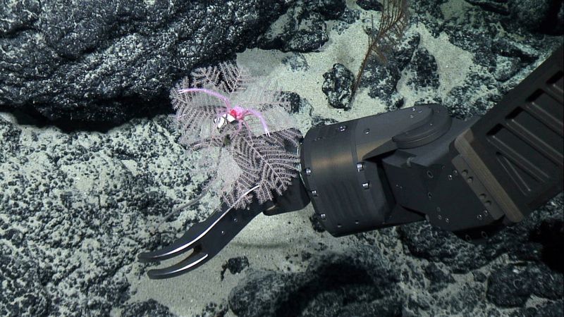 Norway should call off deep sea mining plans, key ally says