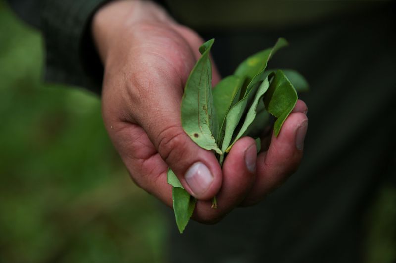 Cocaine still Colombia drug gangs' top export despite fentanyl's ascendancy