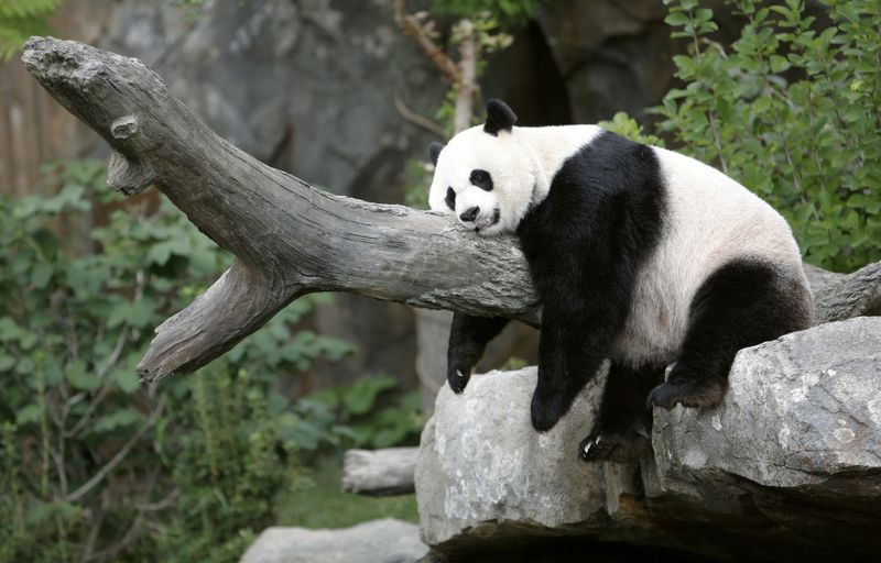 US would welcome back any pandas from China, White House says
