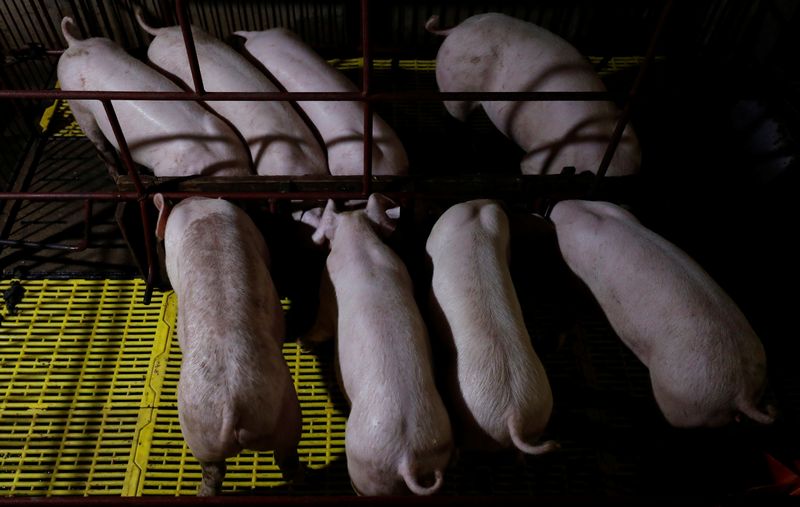 Exclusive-World animal health body warns of swine fever vaccine risks as Vietnam readies exports