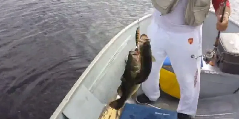 Watch: Lucky Fisherman Catches 2 Bass on One Lure Watch: Lucky Fisherman Catches 2 Bass on One Lure