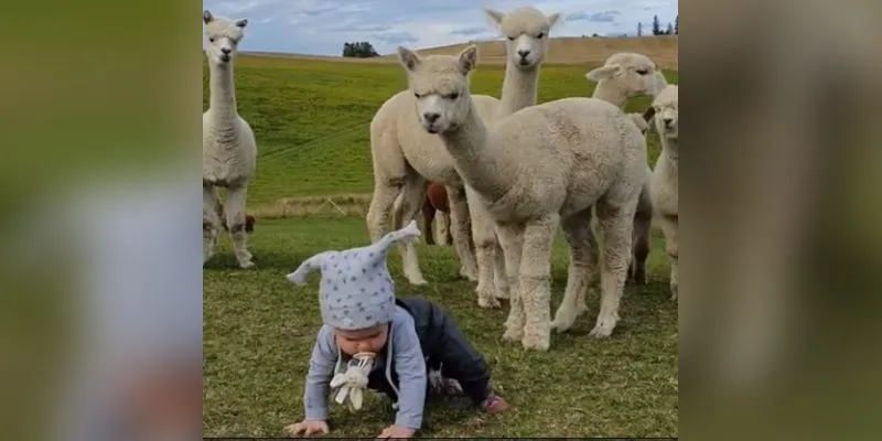 The Daily Cute: This Adorable Baby Interacts with a Pack of Alpacas The Daily Cute: This Adorable Baby Interacts with a Pack of Alpacas