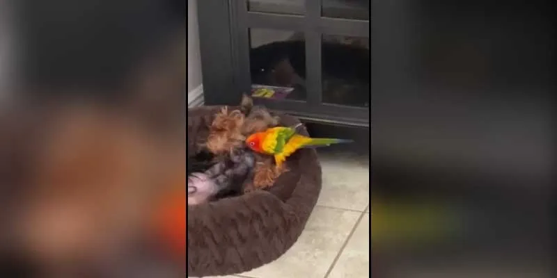 The Daily Cute: Watching This Dog Woken Up by Bird is Hilarious The Daily Cute: Watching This Dog Woken Up by Bird is Hilarious