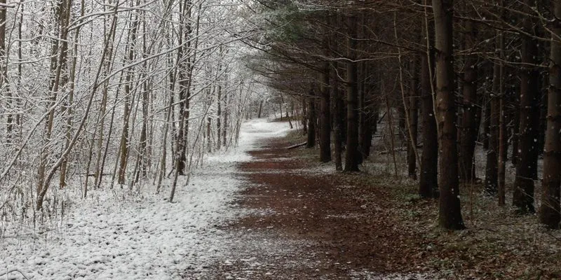 They Daily Reddit: Winter brings snow, but to only one side of this path They Daily Reddit: Winter brings snow, but to only one side of this path
