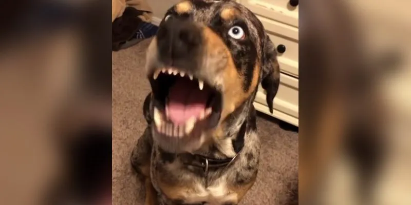 San Marcos Dog Doesn't Appreciate His Owner Ratting Him Out San Marcos Dog Doesn't Appreciate His Owner Ratting Him Out