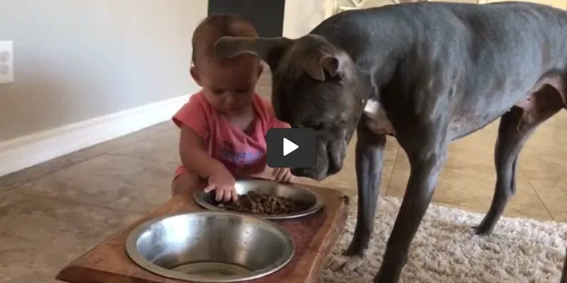 This Pitbull Sharing Lunch With Baby Breaks Media Stereotype of Breed This Pitbull Sharing Lunch With Baby Breaks Media Stereotype of Breed