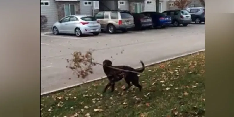 The Daily Cute: This Dog Absolutely Loves His Tree Branch The Daily Cute: This Dog Absolutely Loves His Tree Branch