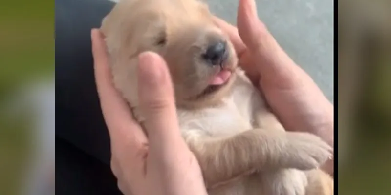 The Daily Cute: Two Week Old Pup Getting Head Rub is the Cutest Thing You'll See Today The Daily Cute: Two Week Old Pup Getting Head Rub is the Cutest Thing You'll See Today