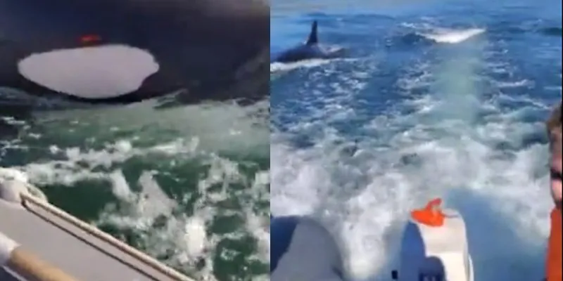 Whale Tale: Amazing Video Captures Killer Whales Chasing Fishing Boat Whale Tale: Amazing Video Captures Killer Whales Chasing Fishing Boat
