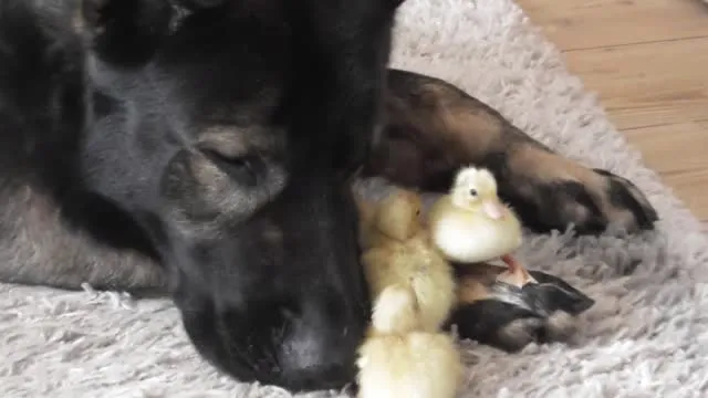 This dog's reaction to these baby ducklings surprised everyone This dog's reaction to these baby ducklings surprised everyone