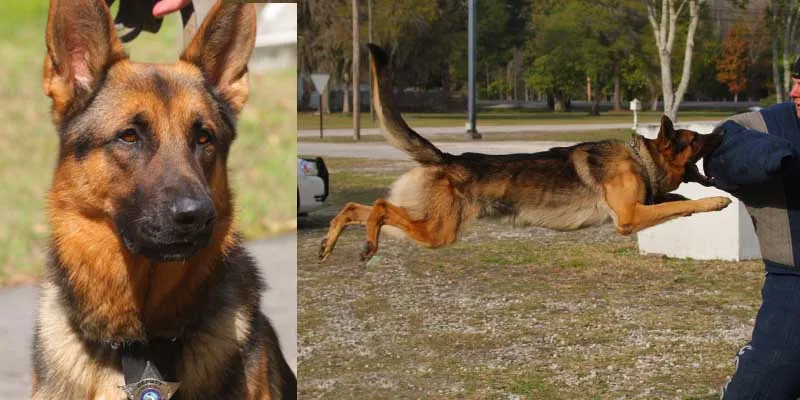 Pasco County Sheriffs Dept. Bids Farewell to K-9 Cop Ace Pasco County Sheriffs Dept. Bids Farewell to K-9 Cop Ace