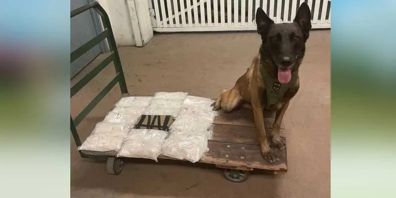 Police dog helps deputies find 15 pounds of meth and cocaine in Bakersfield Police dog helps deputies find 15 pounds of meth and cocaine in Bakersfield