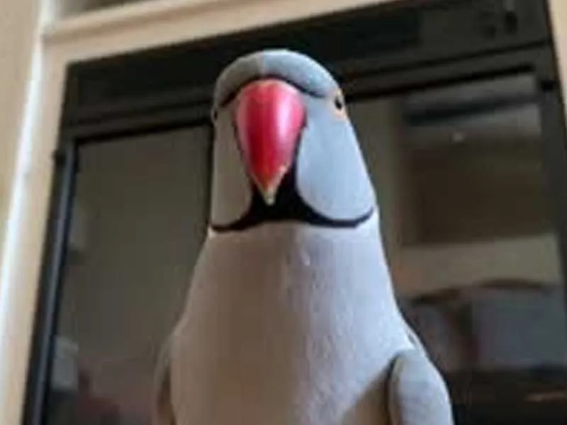 This parrot is smarter than most members of Congress This parrot is smarter than most members of Congress