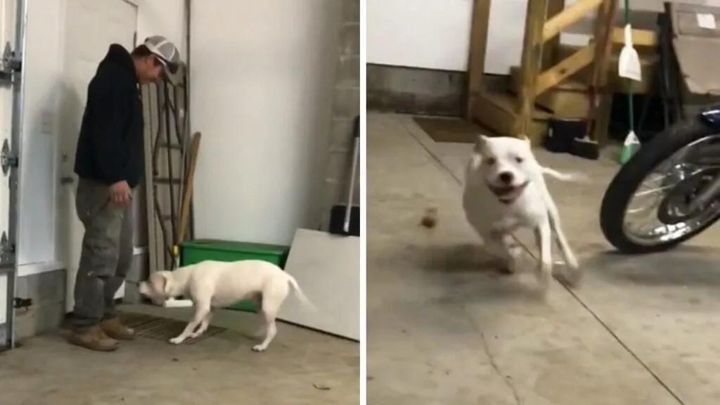 Watch this dog go crazy after being apart from dad for two weeks Watch this dog go crazy after being apart from dad for two weeks