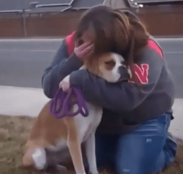Boxer foster mom is devastated to give her dog to her new adoptees, until the unexpected happened Boxer foster mom is devastated to give her dog to her new adoptees, until the unexpected happened