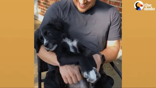 A widow who just lost his dog gets the best St. Bernard surprise A widow who just lost his dog gets the best St. Bernard surprise