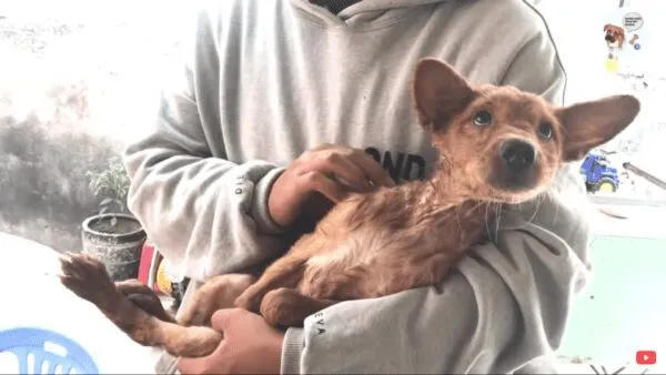 Little dog rescued from drunk man that was going to eat him Little dog rescued from drunk man that was going to eat him