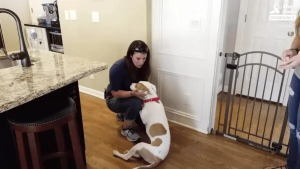Puppy that was hit by car rescued and blossoms in new home Puppy that was hit by car rescued and blossoms in new home