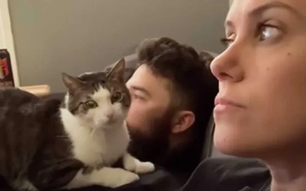 This cat hates his owner's wife and wants her gone This cat hates his owner's wife and wants her gone