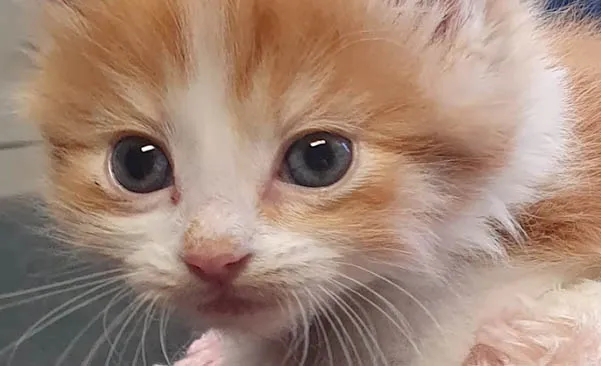 Woman helps paralyzed kitten scheduled to be euthanized walk again Woman helps paralyzed kitten scheduled to be euthanized walk again