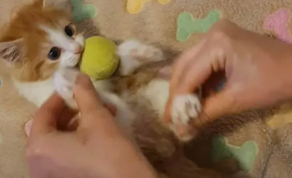 Woman helps paralyzed kitten scheduled to be euthanized walk again Woman helps paralyzed kitten scheduled to be euthanized walk again