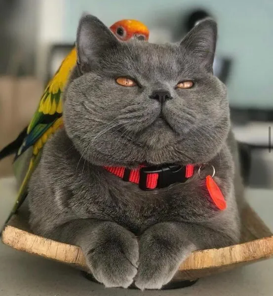 Internet celebrity cat killed, Asian owner beaten in New York City Park Internet celebrity cat killed, Asian owner beaten in New York City Park