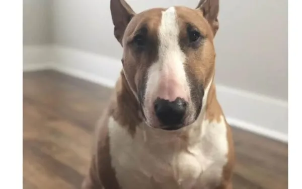 Top 10 savage but true responses to Vloggers Nikki and Dan Phillippi killing their dog for no valid reason Top 10 savage but true responses to Vloggers Nikki and Dan Phillippi killing their dog for no valid reason