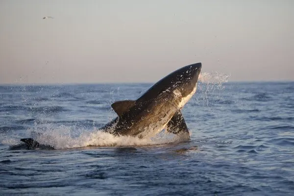 700 pound great white shark spotted near Oregon Inlet today 700 pound great white shark spotted near Oregon Inlet today