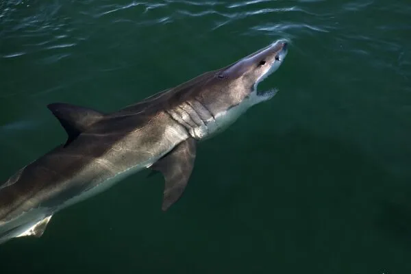Great White Shark reported off the coast of Monmouth County Great White Shark reported off the coast of Monmouth County