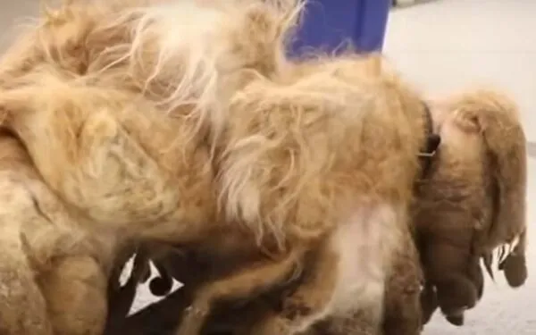 Stray Shih Tzu has nearly seven pounds of matted hair removed, here's what he looks like now Stray Shih Tzu has nearly seven pounds of matted hair removed, here's what he looks like now