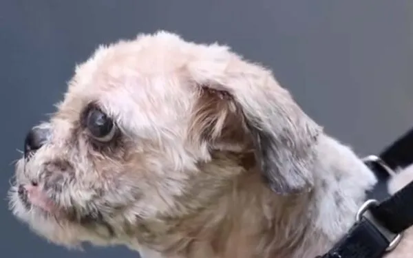 Stray Shih Tzu has nearly seven pounds of matted hair removed, here's what he looks like now Stray Shih Tzu has nearly seven pounds of matted hair removed, here's what he looks like now