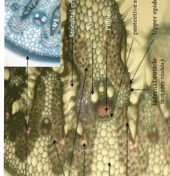 If you look at a blade of grass under a microscope you will see smiley faces If you look at a blade of grass under a microscope you will see smiley faces