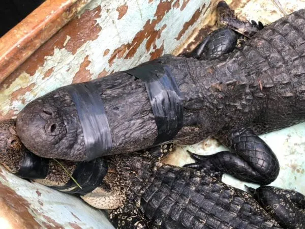 Florida Bicyclist attacked by Alligator Florida Bicyclist attacked by Alligator
