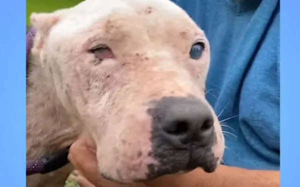 This pittie rescue loves people and McDonald's ice cream cones This pittie rescue loves people and McDonald's ice cream cones